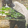 cat, black_and_white, feline, animal, green_eyes, whiskers, ears, fur, feathers, wing, bird, outdoor, garden, foliage, leaves, fence, wood, basket, portrait, camouflage