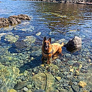 Seven participe au concours pour gagner de l'argent avec cette photo : dog, water, rocks, clear_water, outdoor, sunny, nature, lake, animal, pet, landscape, hillside, house, leash, summer, playful, happy, canine, shallow_water, scenic