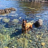 dog, water, rocks, clear_water, outdoor, sunny, nature, lake, animal, pet, landscape, hillside, house, leash, summer, playful, happy, canine, shallow_water, scenic