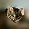 adorable, animal, blurred_background, cat, close_up, cute, domestic_cat, ears, face, feline, fur, heart_shape, indoor, muzzle, pet, portrait, resting, soft_focus, tabby, whiskers