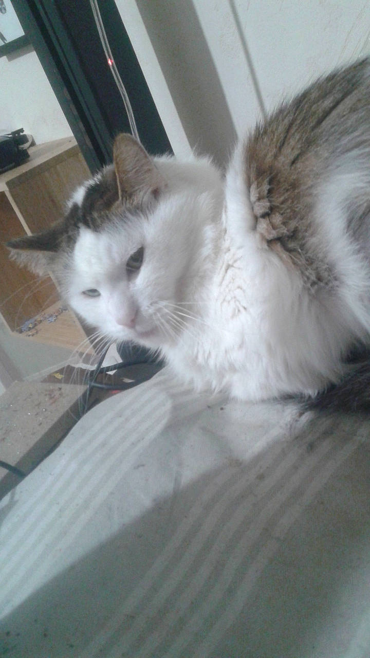 Mimine participe au concours pour gagner de l'argent avec cette photo : aegean_cat, carnivore, cat, domestic_long_haired_cat, domestic_short_haired_cat, european_shorthair, fawn, felidae, kitten, maine_coon, mammal, norwegian_forest_cat, ojos_azules, persian, ragdoll, small_to_medium_sized_cats, turkish_angora, turkish_van, whiskers