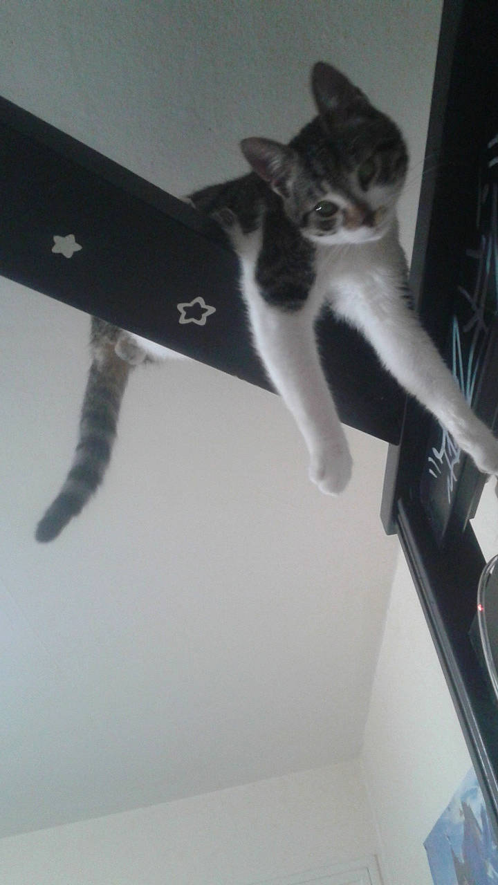 Johnny a rejoint le concours — aidez-le/la à gagner de superbes lots ! carnivore, cat, domestic_short_haired_cat, felidae, kitten, polydactyl_cat, small_to_medium_sized_cats, tail, whiskers