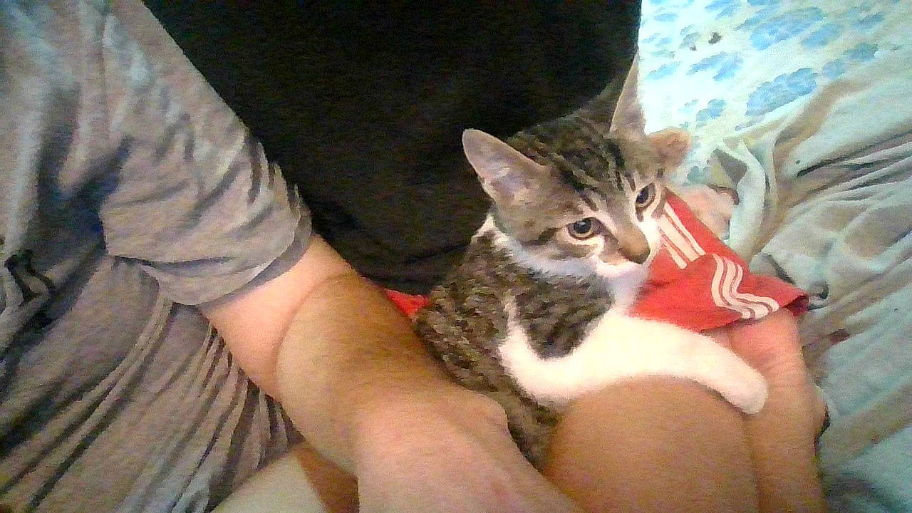 Johnny a rejoint le concours — aidez-le/la à gagner de superbes lots ! aegean_cat, american_wirehair, asian, australian_mist, california_spangled, carnivore, cat, domestic_short_haired_cat, dragon_li, egyptian_mau, european_shorthair, felidae, german_rex, kitten, mammal, pixie_bob, small_to_medium_sized_cats, tabby_cat, vertebrate, whiskers