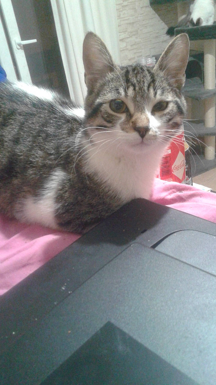 Johnny a rejoint le concours — aidez-le/la à gagner de superbes lots ! aegean_cat, american_shorthair, american_wirehair, asian, california_spangled, carnivore, cat, domestic_short_haired_cat, dragon_li, egyptian_mau, european_shorthair, felidae, kitten, mammal, small_to_medium_sized_cats, tabby_cat, whiskers