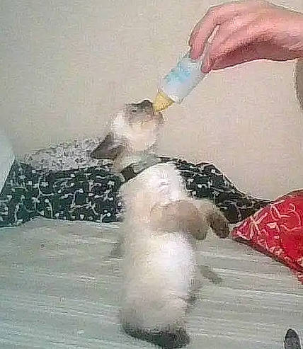 Nathalie participe au concours pour gagner de l'argent avec cette photo : bichon, canidae, carnivore, companion_dog, dog, dog_breed, non_sporting_group, plastic_bottle, poodle, puppy, shih_tzu, toy_dog