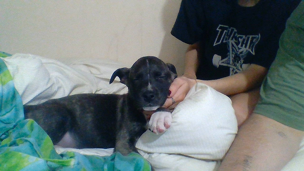 Margo a rejoint le concours — aidez-le/la à gagner de superbes lots ! american_pit_bull_terrier, canidae, carnivore, dog, dog_breed, fawn, mammal, non_sporting_group, puppy, vertebrate