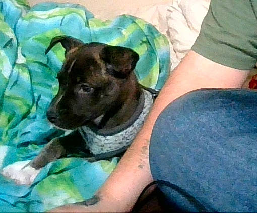 Margo a rejoint le concours — aidez-le/la à gagner de superbes lots ! american_pit_bull_terrier, canidae, carnivore, dog, dog_breed, mammal, non_sporting_group, puppy, snout, staffordshire_bull_terrier, vertebrate