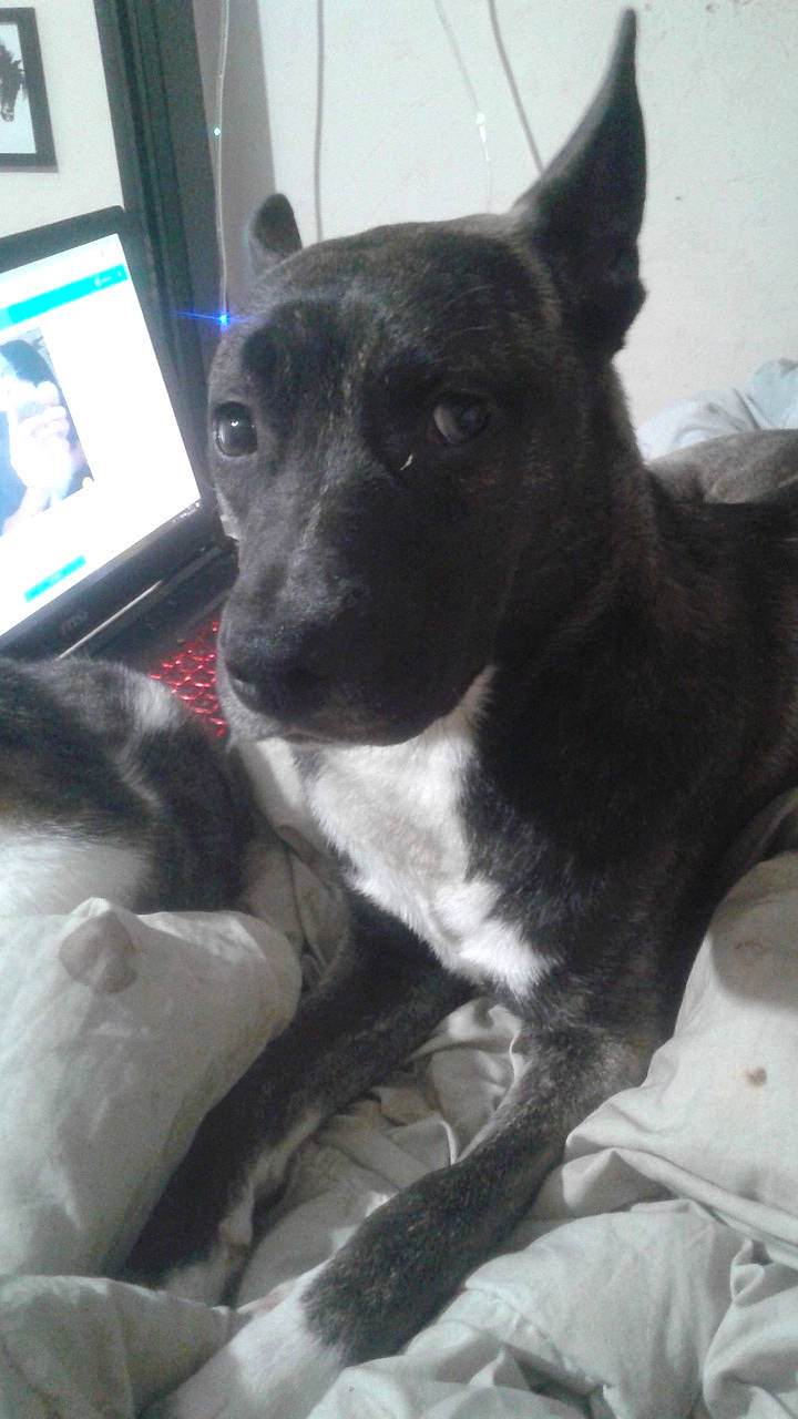 Margo participe au concours pour gagner de l'argent avec cette photo : american_pit_bull_terrier, canidae, carnivore, dog, dog_breed, feist, mammal, non_sporting_group, rare_breed_dog, snout, sporting_group, vertebrate