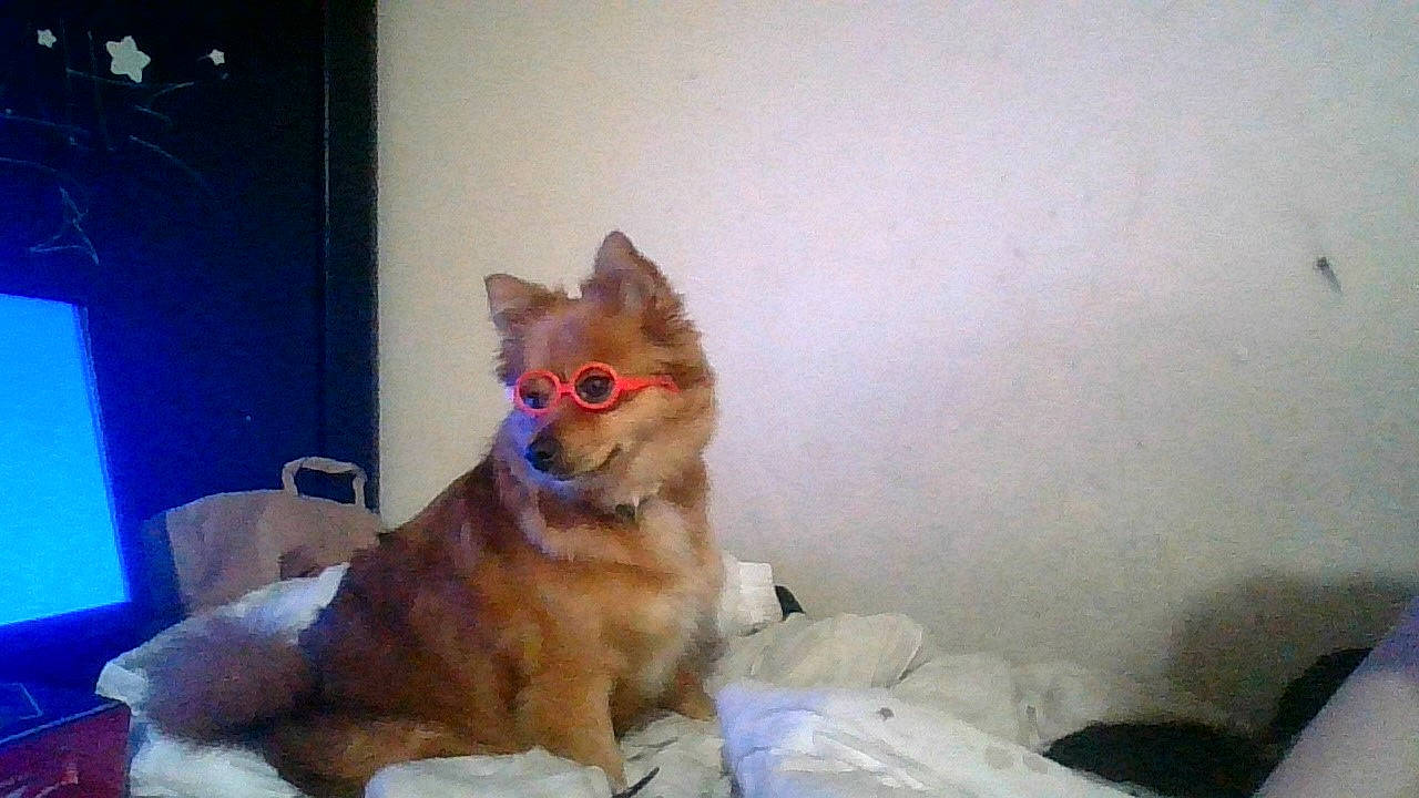 Idy a rejoint le concours — aidez-le/la à gagner de superbes lots ! canidae, carnivore, companion_dog, dog, dog_breed, fawn, finnish_spitz, german_spitz_mittel, mammal, non_sporting_group, pomeranian, spitz, vertebrate