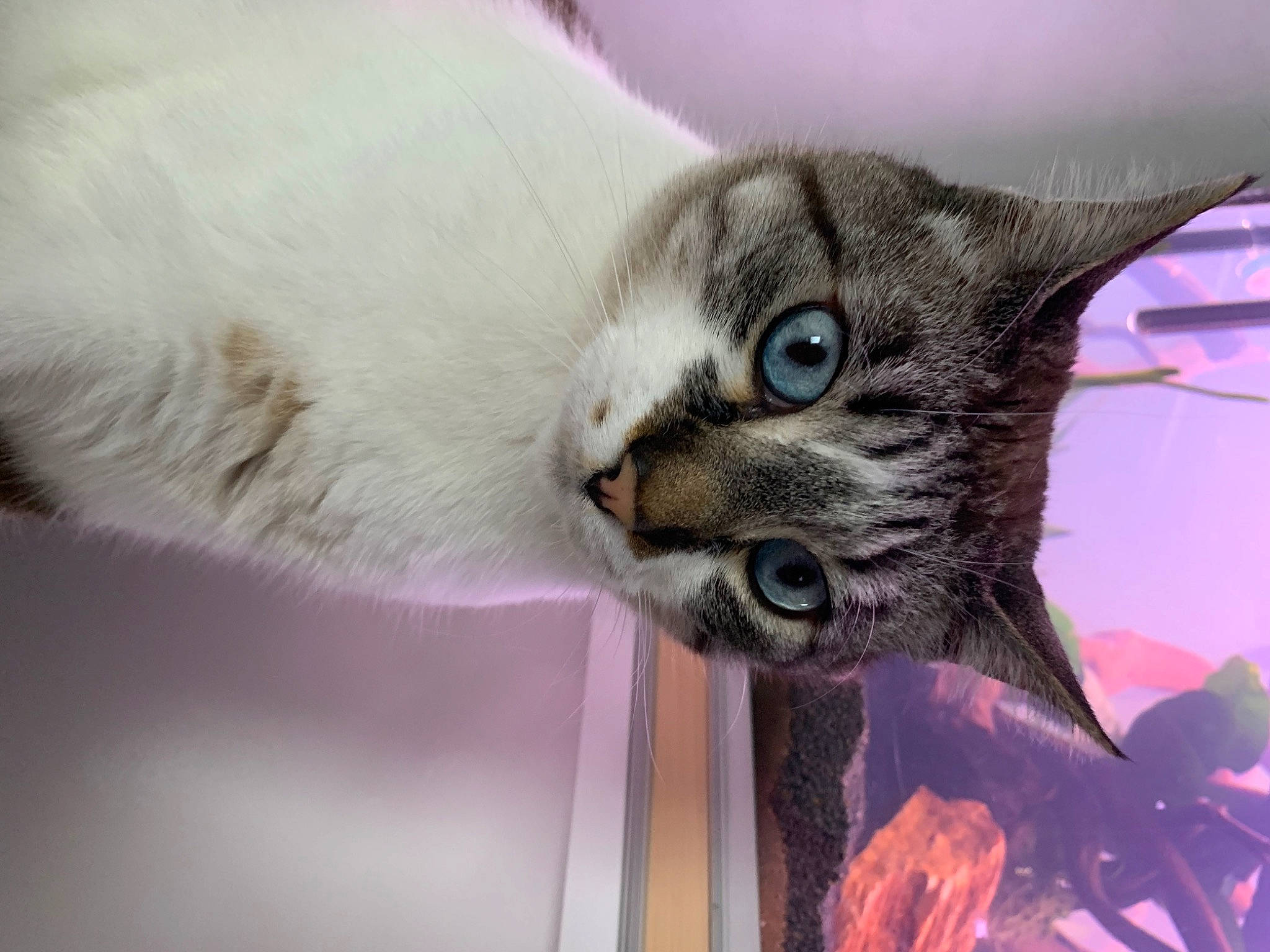 Tchoupi participe au concours pour gagner de l'argent avec cette photo : carnivore, cat, cat_supply, claw, collar, comfort, domestic_short_haired_cat, ear, fawn, felidae, fur, mammal, paw, pet_supply, plant, small_to_medium_sized_cats, tail, thai, vertebrate, whiskers