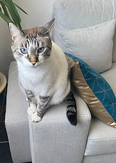 Tchoupi a rejoint le concours — aidez-le/la à gagner de superbes lots ! carnivore, cat, cat_supply, comfort, couch, domestic_short_haired_cat, felidae, fur, grey, linens, paw, serveware, small_to_medium_sized_cats, snout, tableware, tail, whiskers