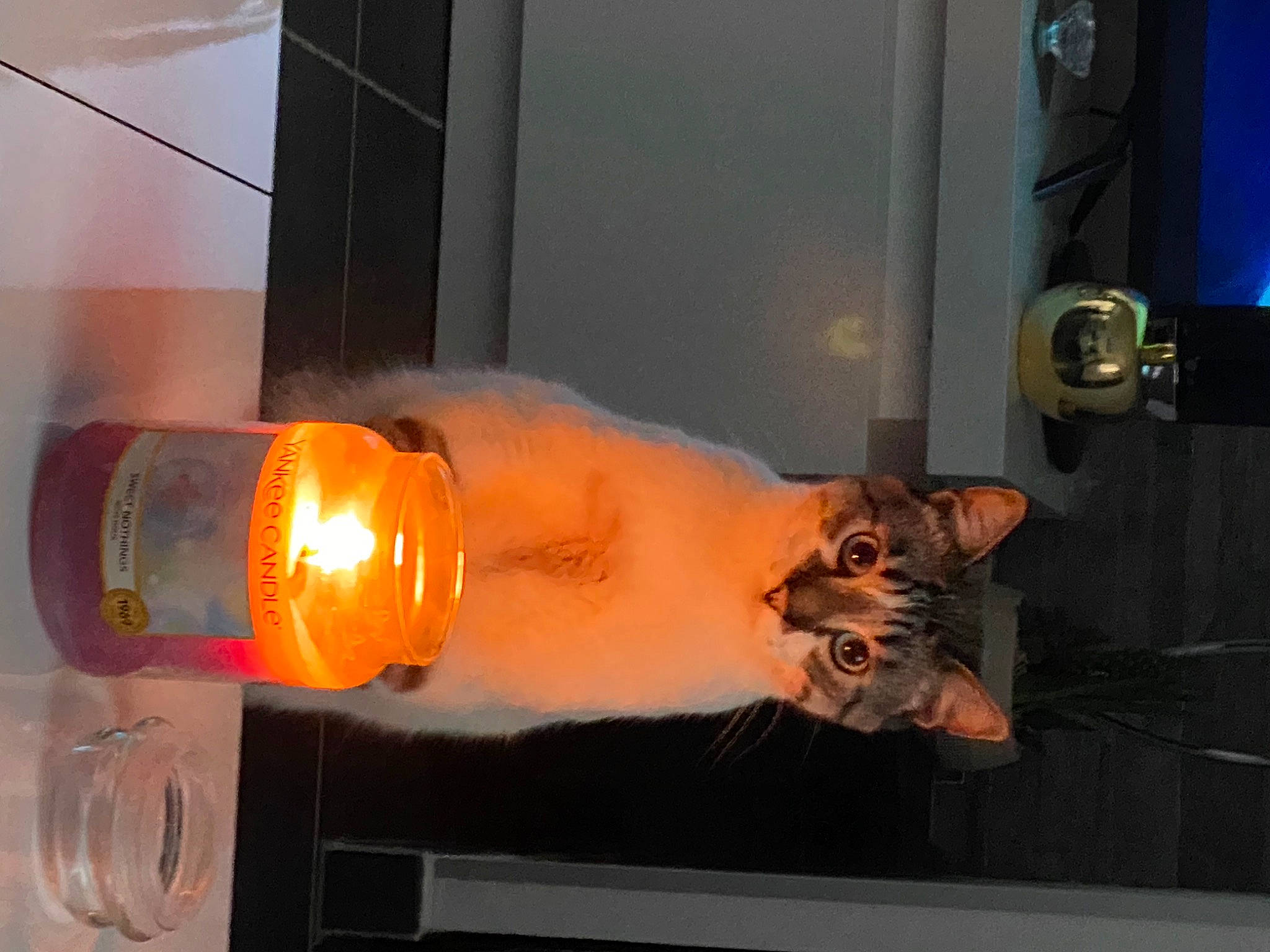 Tchoupi participe au concours pour gagner de l'argent avec cette photo : barware, beer, big_cats, bottle, cat, distilled_beverage, drink, drinkware, elbow, felidae, fluid, gas, glass, glass_bottle, heat, human_leg, liquid, wine, wood, wrist