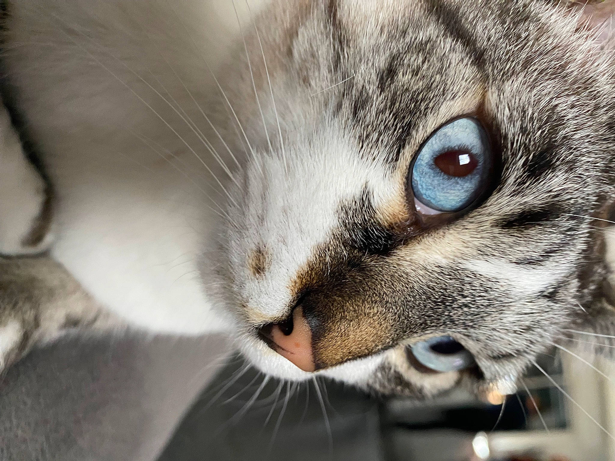 Tchoupi participe au concours pour gagner de l'argent avec cette photo : carnivore, cat, comfort, curious, domestic_short_haired_cat, ear, felidae, fur, macro_photography, paw, small_to_medium_sized_cats, snout, terrestrial_animal, whiskers, wildlife