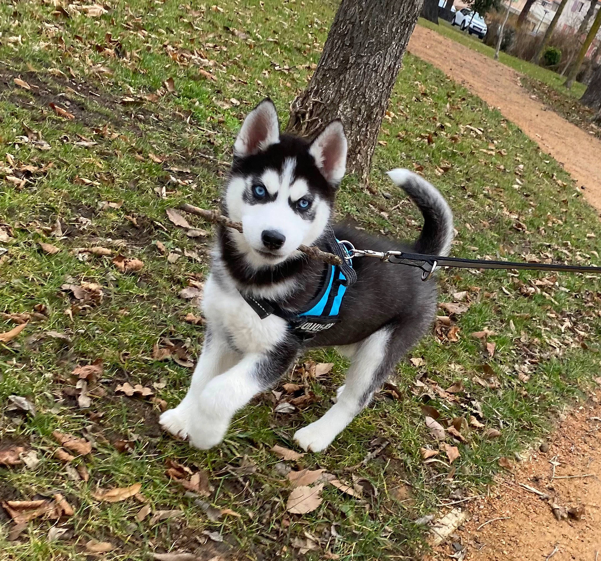 Baloo participe au concours pour gagner de l'argent avec cette photo : canidae, carnivore, companion_dog, dog, dog_breed, dog_supply, fashion_accessory, fawn, grass, non_sporting_group, plant, snout, sporting_group, tail, terrestrial_animal, tree, working_animal, working_dog