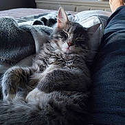 Zoe joined the competition — help win amazing prizes! cat, sleeping, fluffy, gray_tabby, blanket, cozy, indoors, relaxation, resting, pet, feline, fur, nap, comfort, home, soft, couch, legs, television, dim_lighting