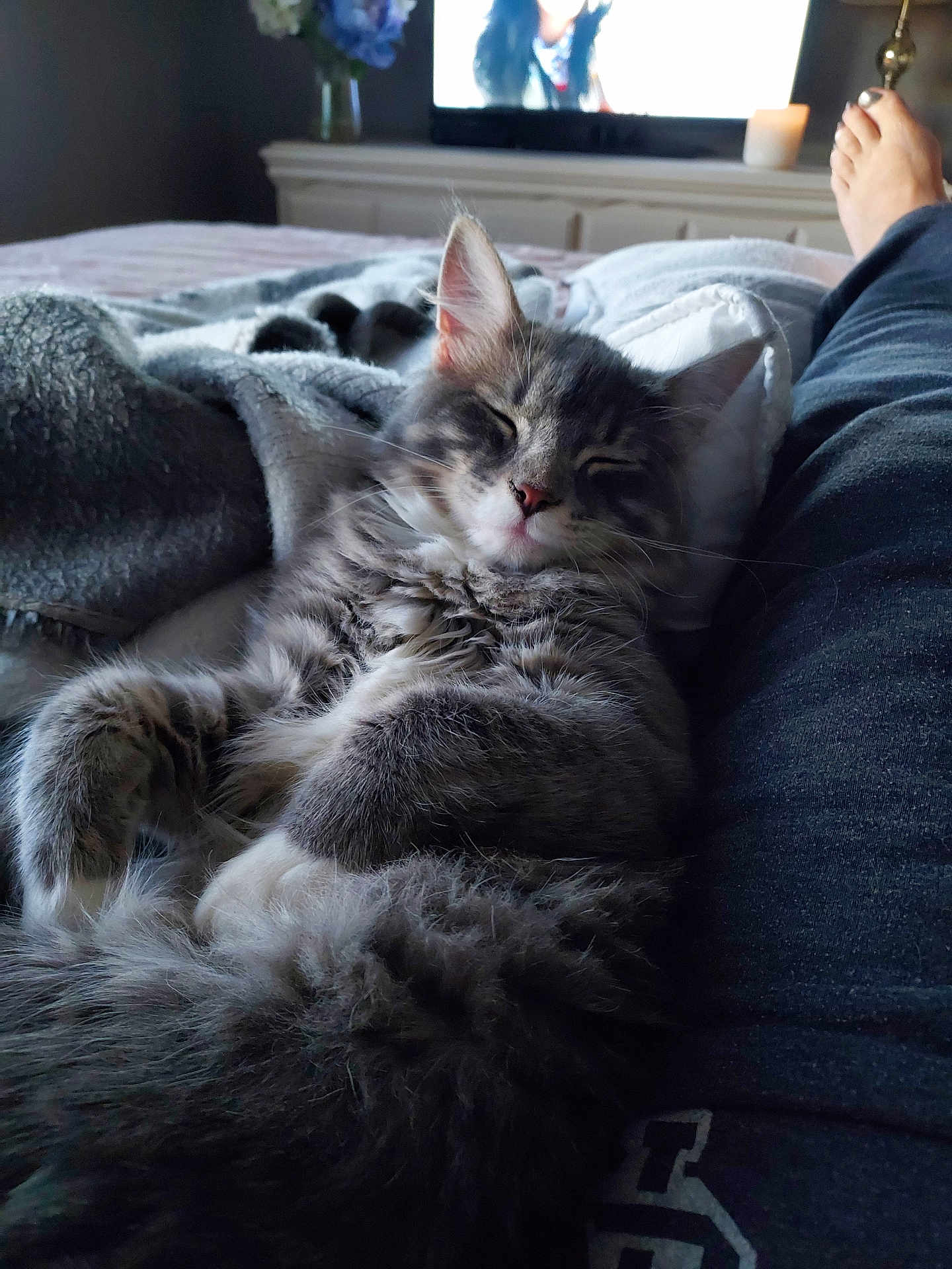 Zoe joined the competition — help win amazing prizes! cat, sleeping, fluffy, gray_tabby, blanket, cozy, indoors, relaxation, resting, pet, feline, fur, nap, comfort, home, soft, couch, legs, television, dim_lighting