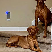 Eli And Honey joined the competition — help win amazing prizes! dog, brown_dog, stairs, carpet, indoor, pet, animal, canine, resting, sitting, wall, outlet, light, household, domestic, two_dogs, portrait, companion, alert, calm