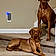 Eli And Honey