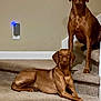 alert, animal, brown_dog, calm, canine, carpet, companion, dog, domestic, household, indoor, light, outlet, pet, portrait, resting, sitting, stairs, two_dogs, wall