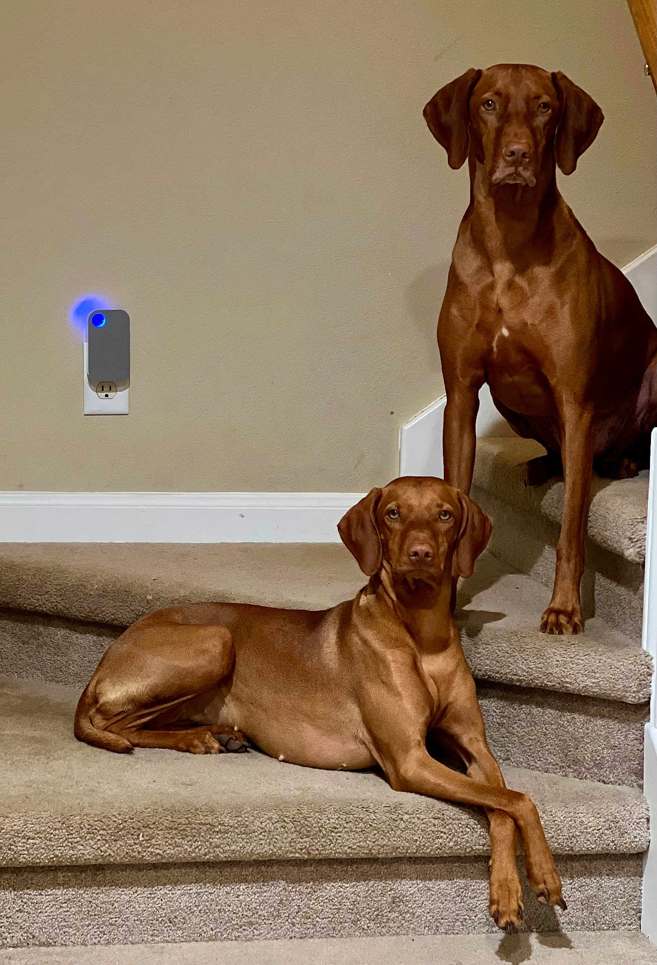 Eli And Honey joined the competition — help win amazing prizes! dog, brown_dog, stairs, carpet, indoor, pet, animal, canine, resting, sitting, wall, outlet, light, household, domestic, two_dogs, portrait, companion, alert, calm