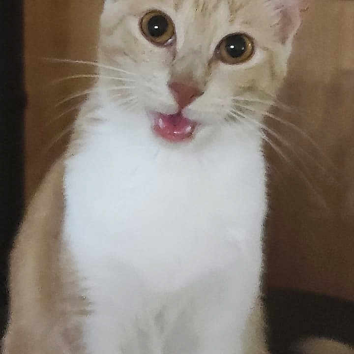 Nina