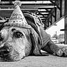 dog, birthday_hat, black_and_white, party, pet, animal, canine, lying_down, closeup, portrait, indoor, floor, decor, celebration, hat, expression, resting, cute, muzzle, ears