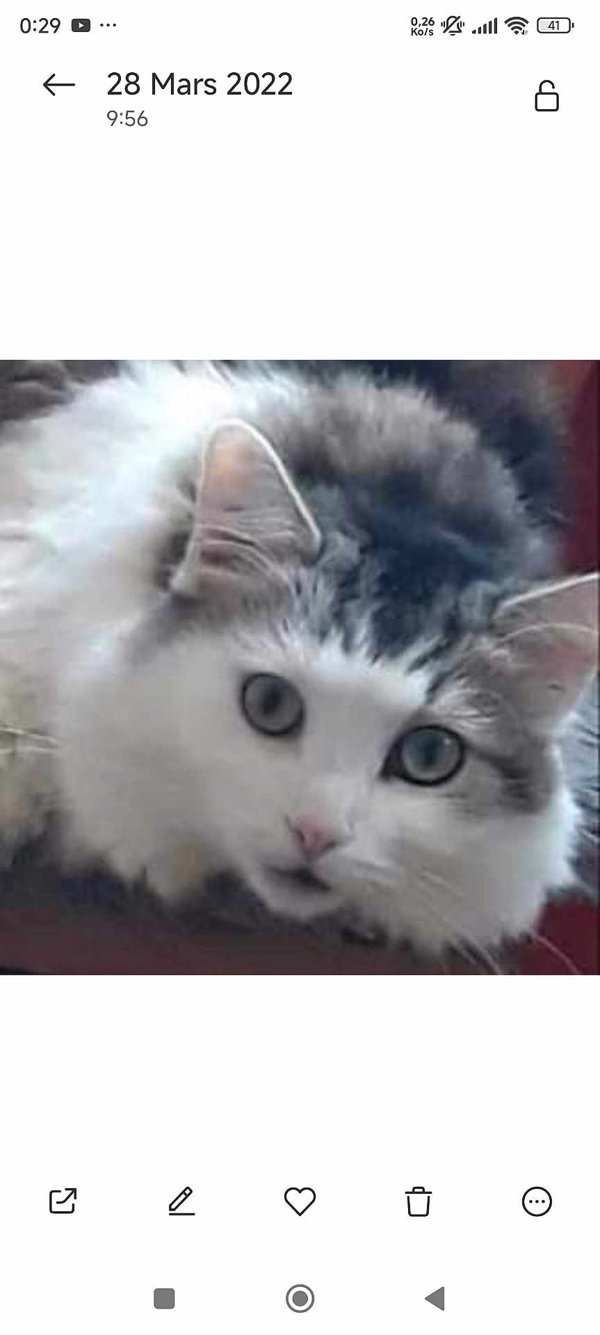 Pimousse participe au concours pour gagner de l'argent avec cette photo : cat, fluffy, close_up, white, gray, fur, animal, pet, face, eyes, whiskers, laying_down, cute, indoor, feline, portrait, mammal, domestic_animal, looking, soft