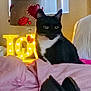 Rebel is registered to the contest to win money with this photo: animal, bedroom, black_and_white, blanket, cat, cozy, curtains, decor, feline, heart, indoor, lamp, light, love_sign, pet, pink, relaxed, soft, tuxedo_cat, window