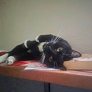 Rebel joined the competition — help win amazing prizes! cat, black_and_white, tuxedo_cat, whiskers, table, book, indoor, relaxed, laying_down, curious_eyes, feline, pet, animal, sideways, resting_head, wooden_table, domestic_cat, close_up, quiet