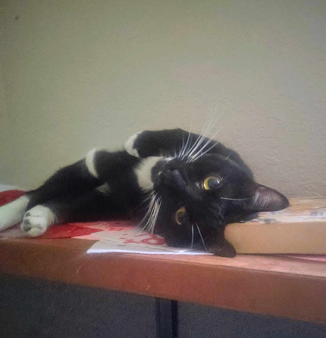 Rebel joined the competition — help win amazing prizes! cat, black_and_white, tuxedo_cat, whiskers, table, book, indoor, relaxed, laying_down, curious_eyes, feline, pet, animal, sideways, resting_head, wooden_table, domestic_cat, close_up, quiet