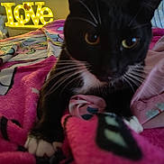 Rebel is registered to the contest to win money with this photo: bed, black_and_white_cat, blanket, cat, close_up, comfort, cozy, decor, feline, home, indoor, lighting, love_sign, paws, pink, relaxation, resting, soft, warm, whiskers