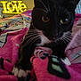 bed, black_and_white_cat, blanket, cat, close_up, comfort, cozy, decor, feline, home, indoor, lighting, love_sign, paws, pink, relaxation, resting, soft, warm, whiskers