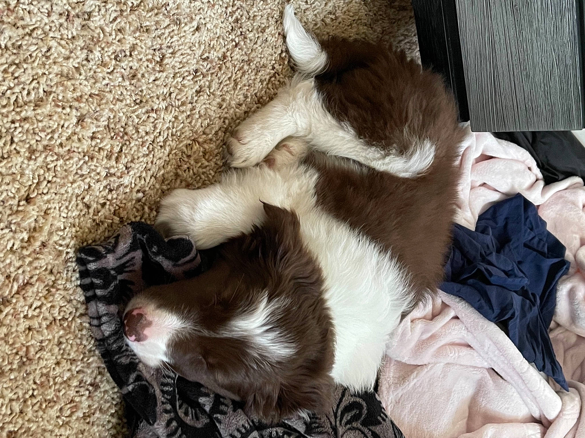 Jarvis joined the competition — help win amazing prizes! canidae, carnivore, claw, comfort, companion_dog, dog, dog_breed, fawn, felidae, fur, human_leg, liver, mammal, paw, small_to_medium_sized_cats, snout, sporting_group, tail, whiskers, working_animal