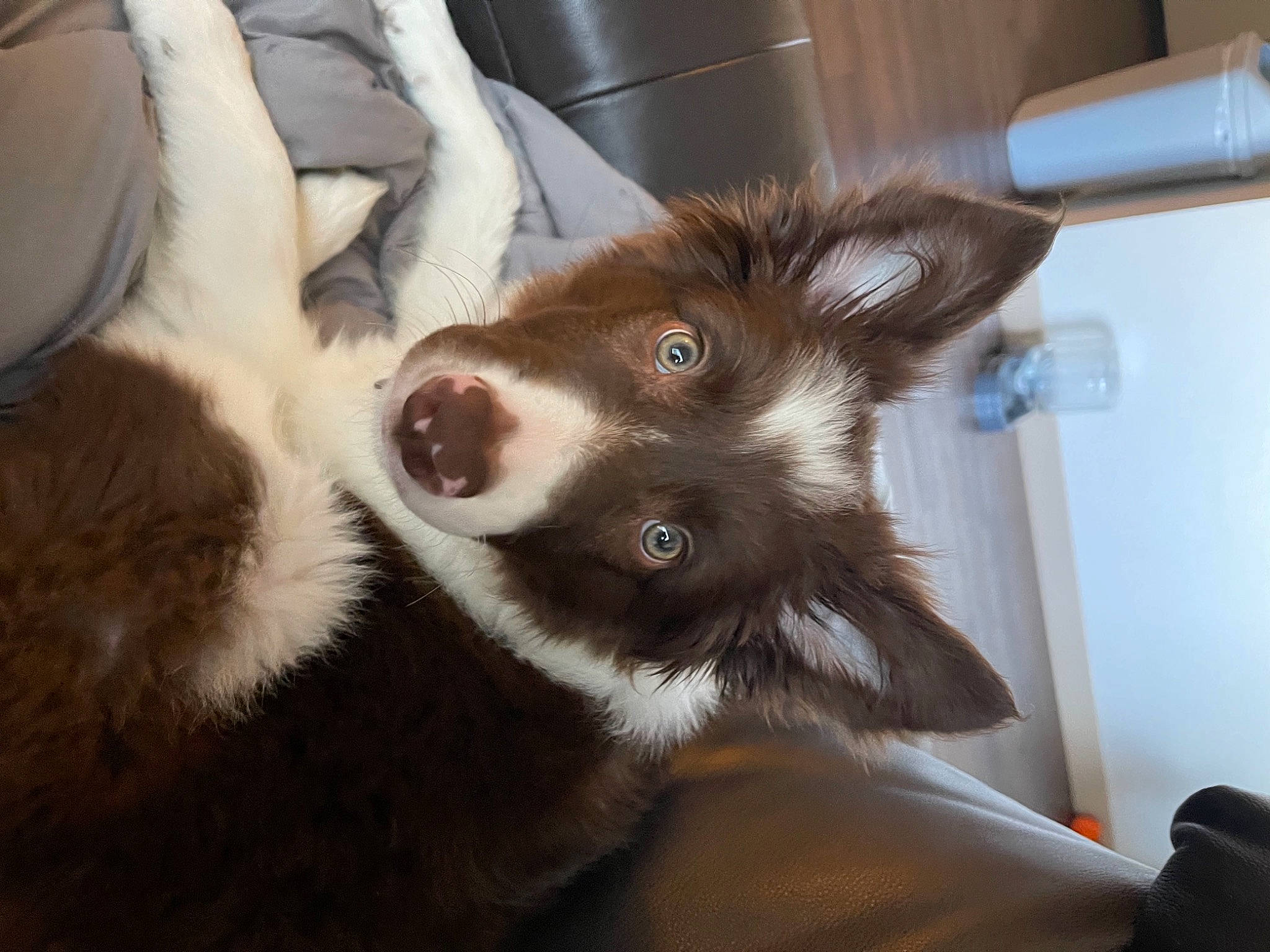 Jarvis is registered to the contest to win money with this photo: canidae, carnivore, claw, comfort, companion_dog, dog, dog_breed, ear, fawn, felidae, fur, herding_dog, liver, paw, small_to_medium_sized_cats, sporting_group, tail, terrestrial_animal, whiskers, working_animal