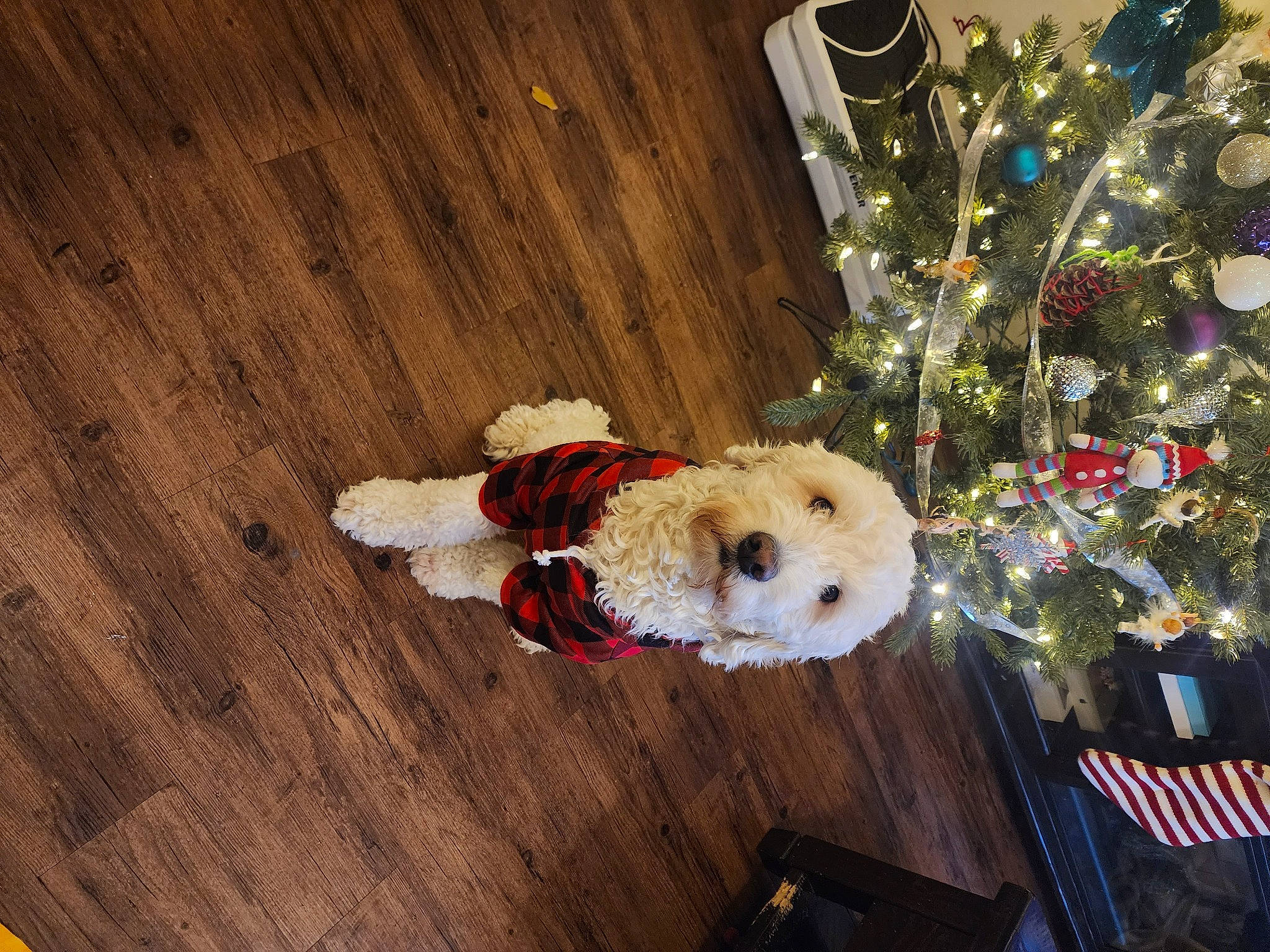 Champ joined the competition — help win amazing prizes! carnivore, christmas_ornament, christmas_tree, companion_dog, dog, dog_breed, event, fawn, flooring, fur, hardwood, holiday, holiday_ornament, ornament, plank, stuffed_toy, toy, varnish, wood, wood_stain