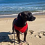Maxx is registered to the contest to win money with this photo: beach, canine, coast, dog, harness, leash, ocean, outdoor, paws, pet, portrait, red_harness, sand, shadow, shoreline, summer, sunny, vacation, water, waves