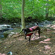 Maxx is registered to the contest to win money with this photo: black_dog, creek, dirt, dog, forest, leaves, nature, outdoors, paws, pet, playful, red_harness, rocks, shade, stick, stream, sunlight, trail, trees, water