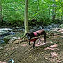 black_dog, creek, dirt, dog, forest, leaves, nature, outdoors, paws, pet, playful, red_harness, rocks, shade, stick, stream, sunlight, trail, trees, water