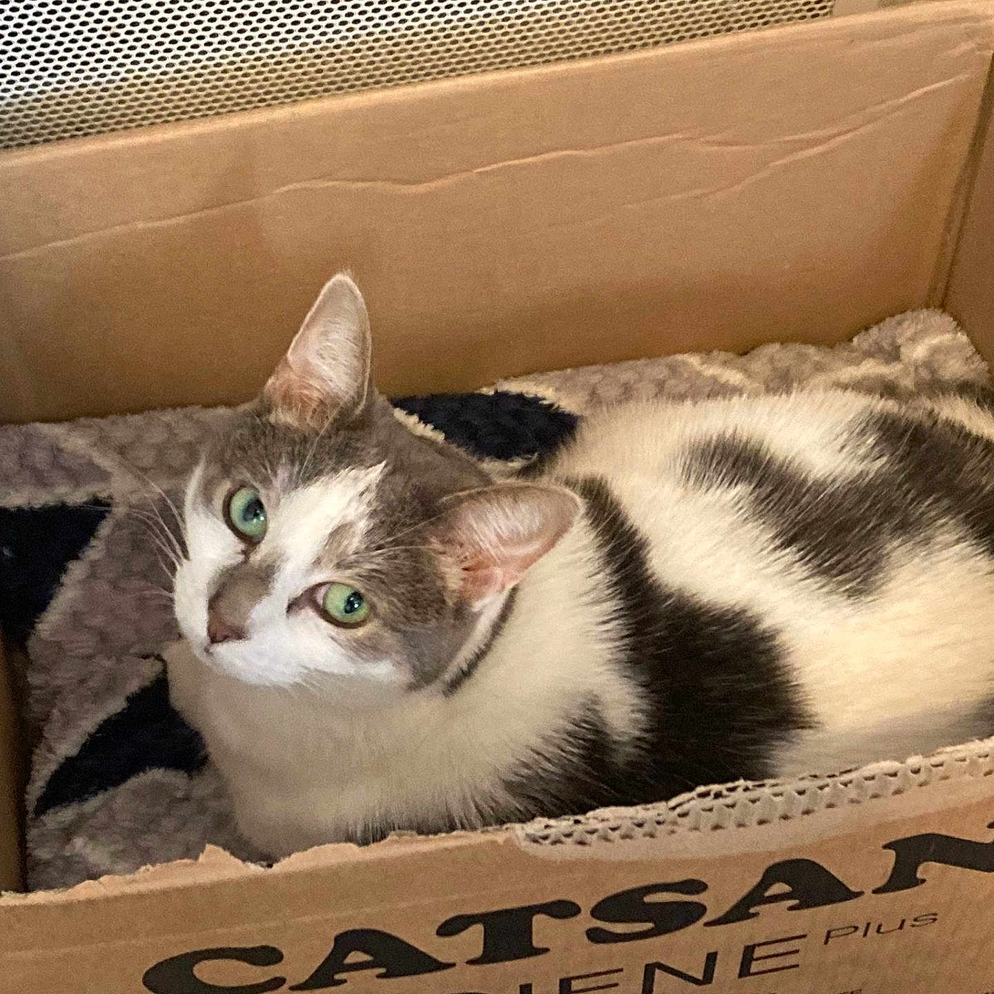 Elle joined the competition — help win amazing prizes! animal, box, canine, cardboard, carton, cat, kitten, manx, pet