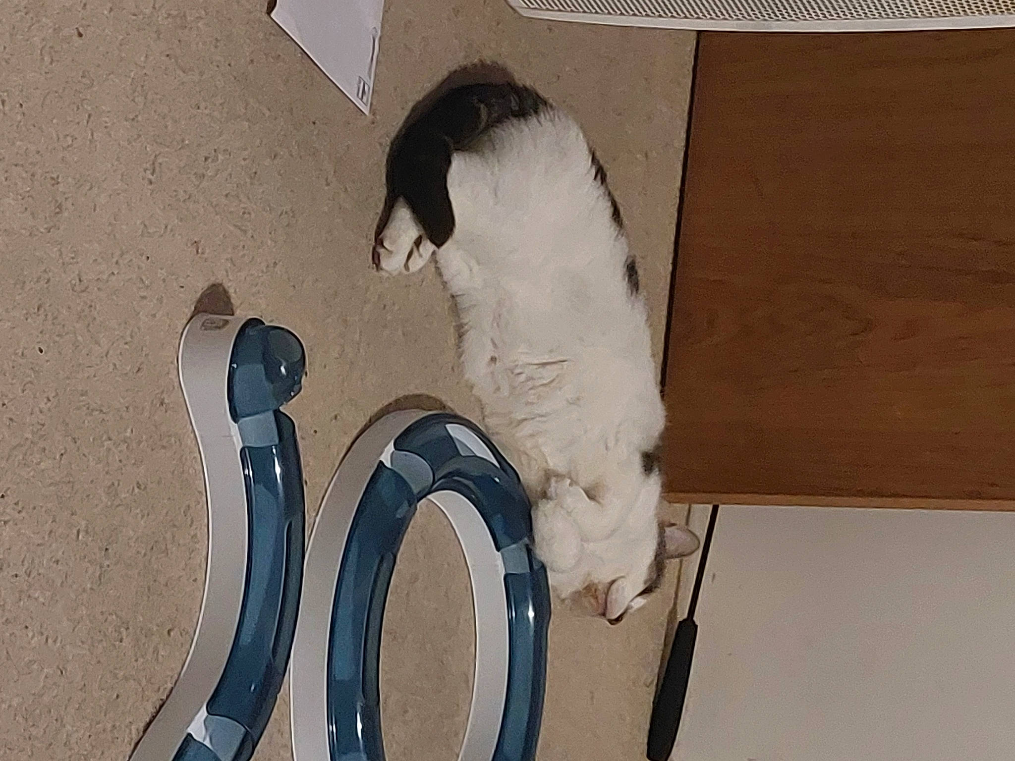 Elle is registered to the contest to win money with this photo: art, automotive_exterior, automotive_tire, beak, bird, bumper, carmine, electric_blue, fashion_accessory, feather, font, hardwood, shadow, tail, vehicle_door, visual_arts, window, winter, wire, wood