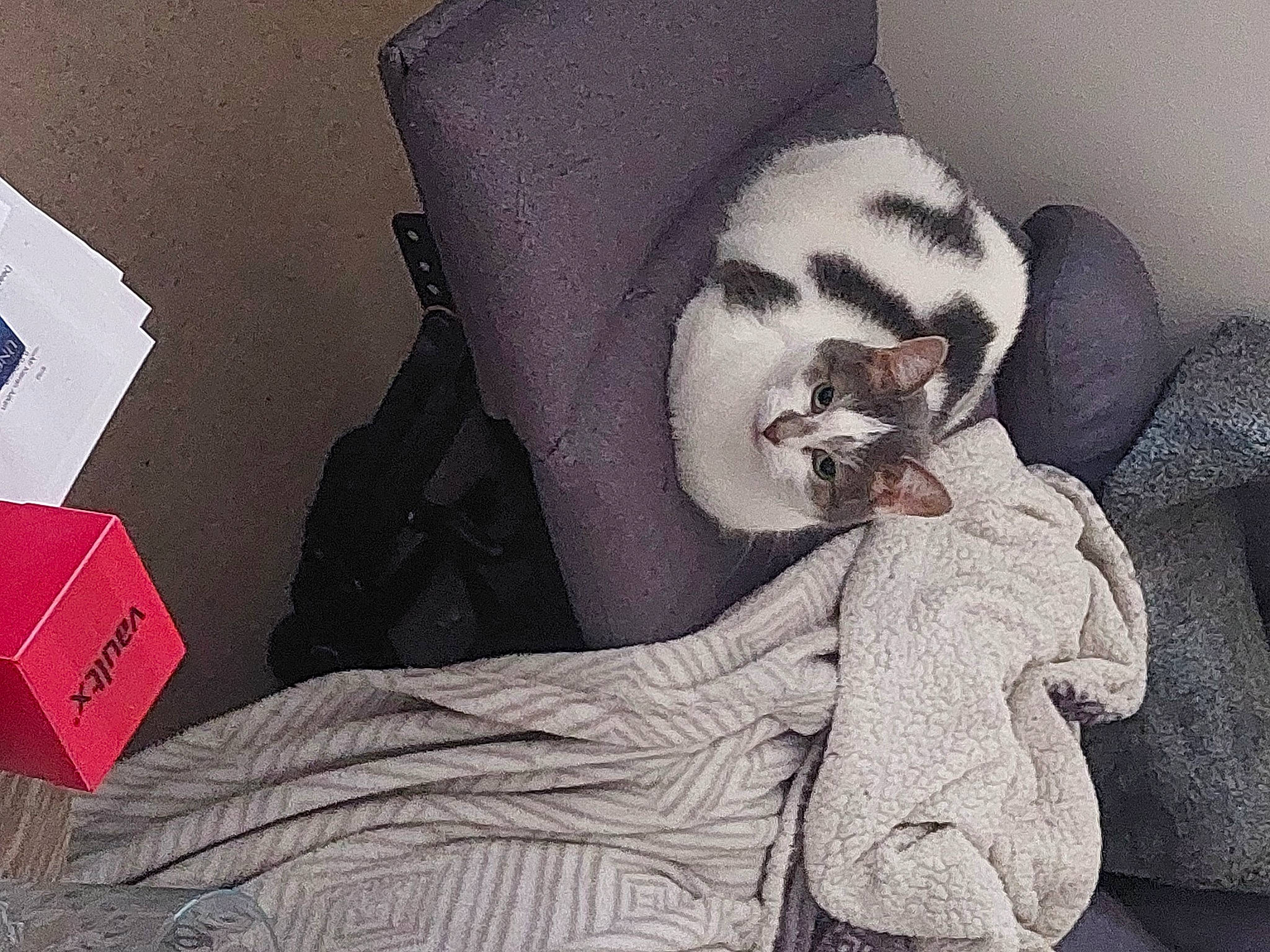 Elle is registered to the contest to win money with this photo: art, beard, carmine, comfort, cool, eyewear, facial_expression, felidae, fur, grey, human, linens, mammal, monochrome, monochrome_photography, room, sitting, textile, visual_arts, whiskers