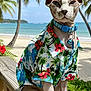 Binx is registered to the contest to win money with this photo: animal, beach, blue_sky, cat, collar, flower, hairless_cat, hawaiian_shirt, hibiscus, nature, ocean, outdoor, palm_trees, pet, portrait, sand, sphynx_cat, sunny, tropical, wooden_railing