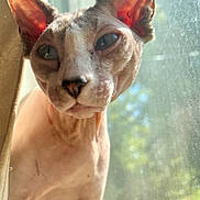 Binx joined the competition — help win amazing prizes! animal, blurred_background, cat, close_up, curious, daylight, ears, face, feline, hairless_cat, indoor, looking, natural_light, pet, portrait, skin, sphynx_cat, sunlight, window, wrinkles