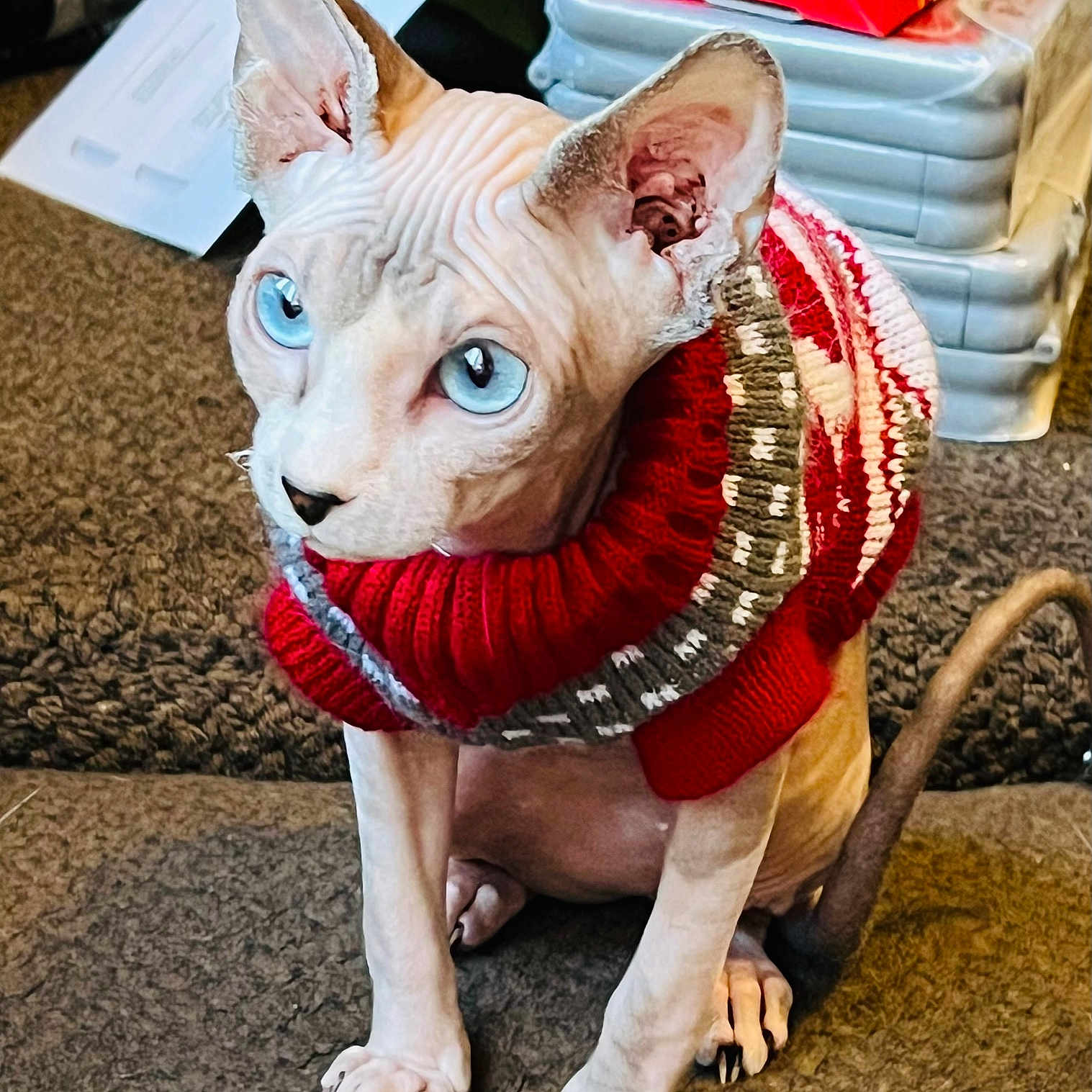 Binx joined the competition — help win amazing prizes! animal, bulldog, canine, cap, cat, clothing, dog, egyptiancat, hardwood, hat, hound, knitwear, pet, pitbull, puppy, snout, stainedwood, sweater, whitedog, wood
