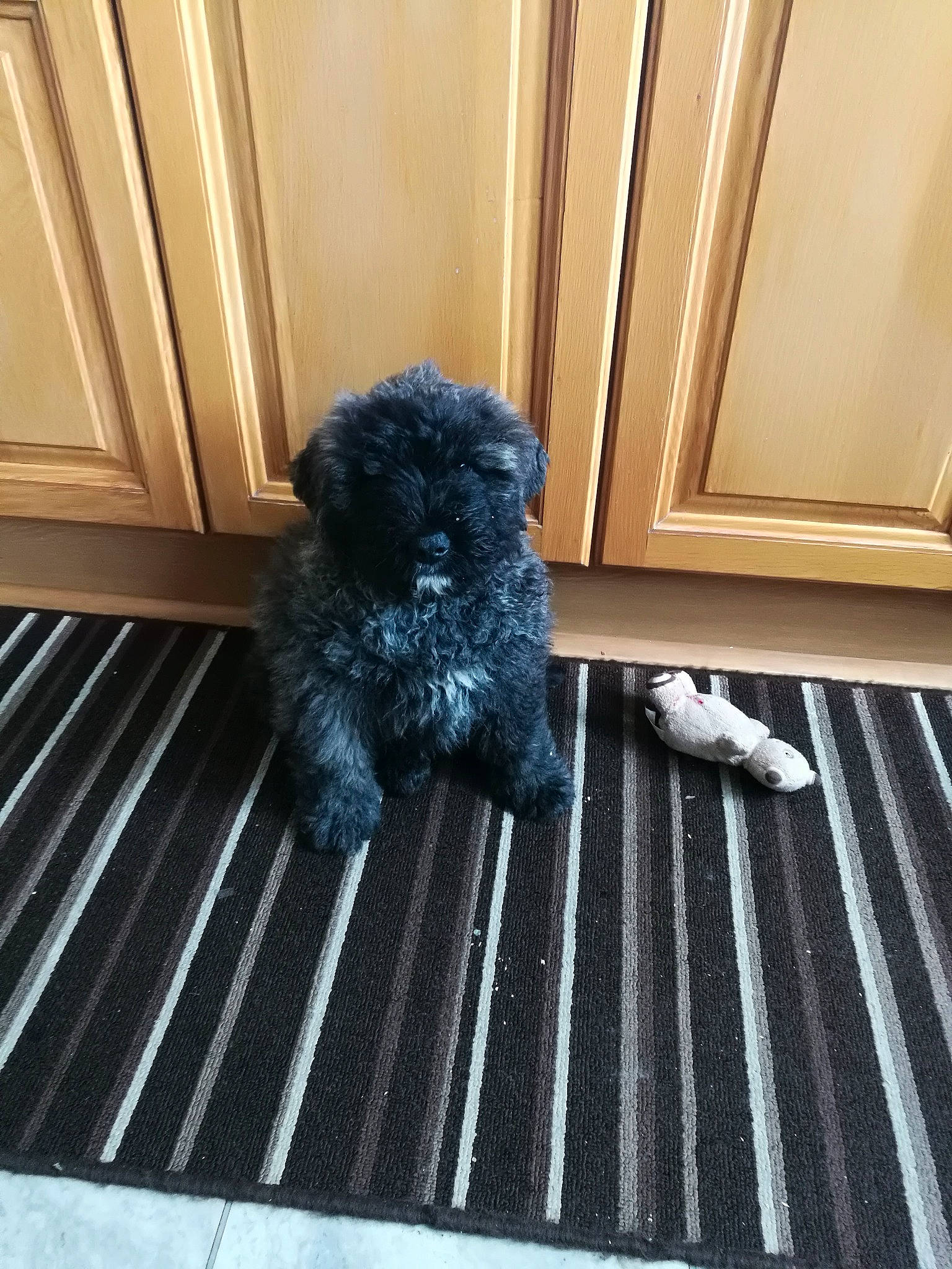 Tammy is registered to the contest to win money with this photo: canidae, carnivore, companion_dog, dog, dog_breed, door, floor, flooring, fur, hardwood, labradoodle, pet_supply, room, snout, sporting_group, tail, terrier, toy_dog, water_dog, wood