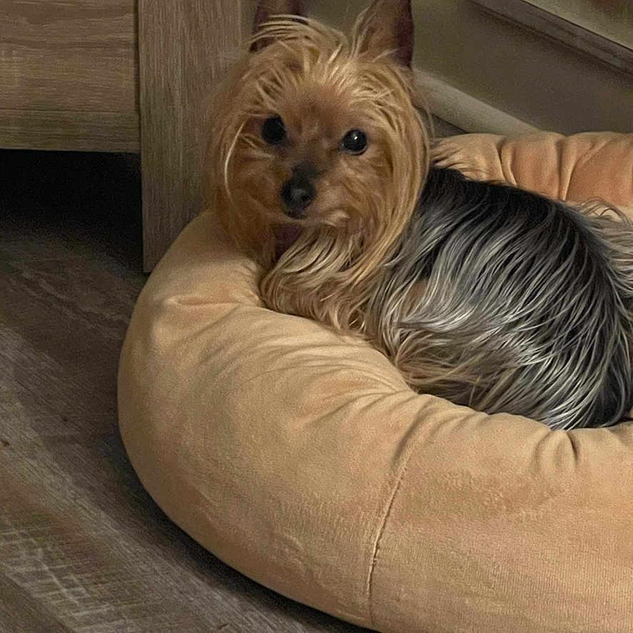 Mia is registered to the contest to win money with this photo: dog, pet_bed, indoor, wooden_floor, small_dog, curious, cozy, fur, canine, domestic_animal, resting, brown, black, ears, animal, companion, cute, portrait, laying, furniture