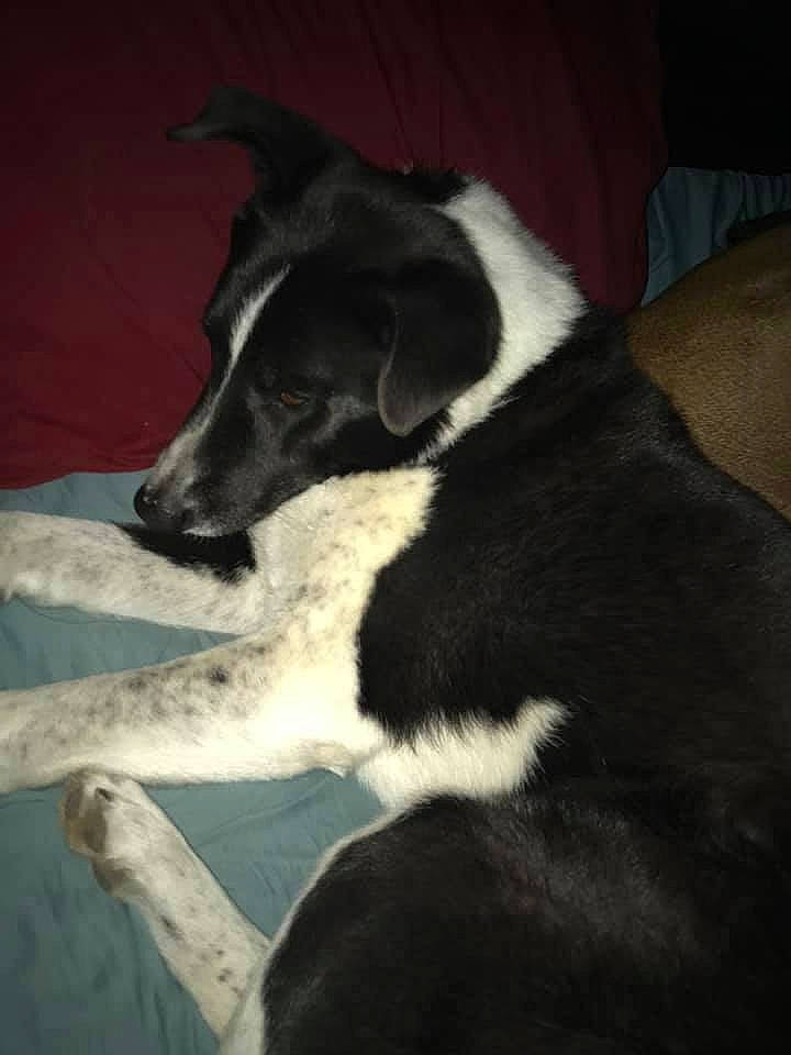 Eli is registered to the contest to win money with this photo: borador, border_collie, canidae, carnivore, dog, dog_breed, feist, karelian_bear_dog, lurcher, mammal, mcnab, smooth_fox_terrier, snout, sporting_group, stabyhoun