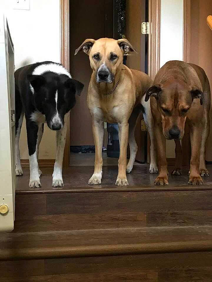 Eli is registered to the contest to win money with this photo: black_mouth_cur, canidae, carnivore, companion_dog, dog, dog_breed, fawn, mammal, potcake_dog, sporting_group, street_dog, vertebrate, whippet