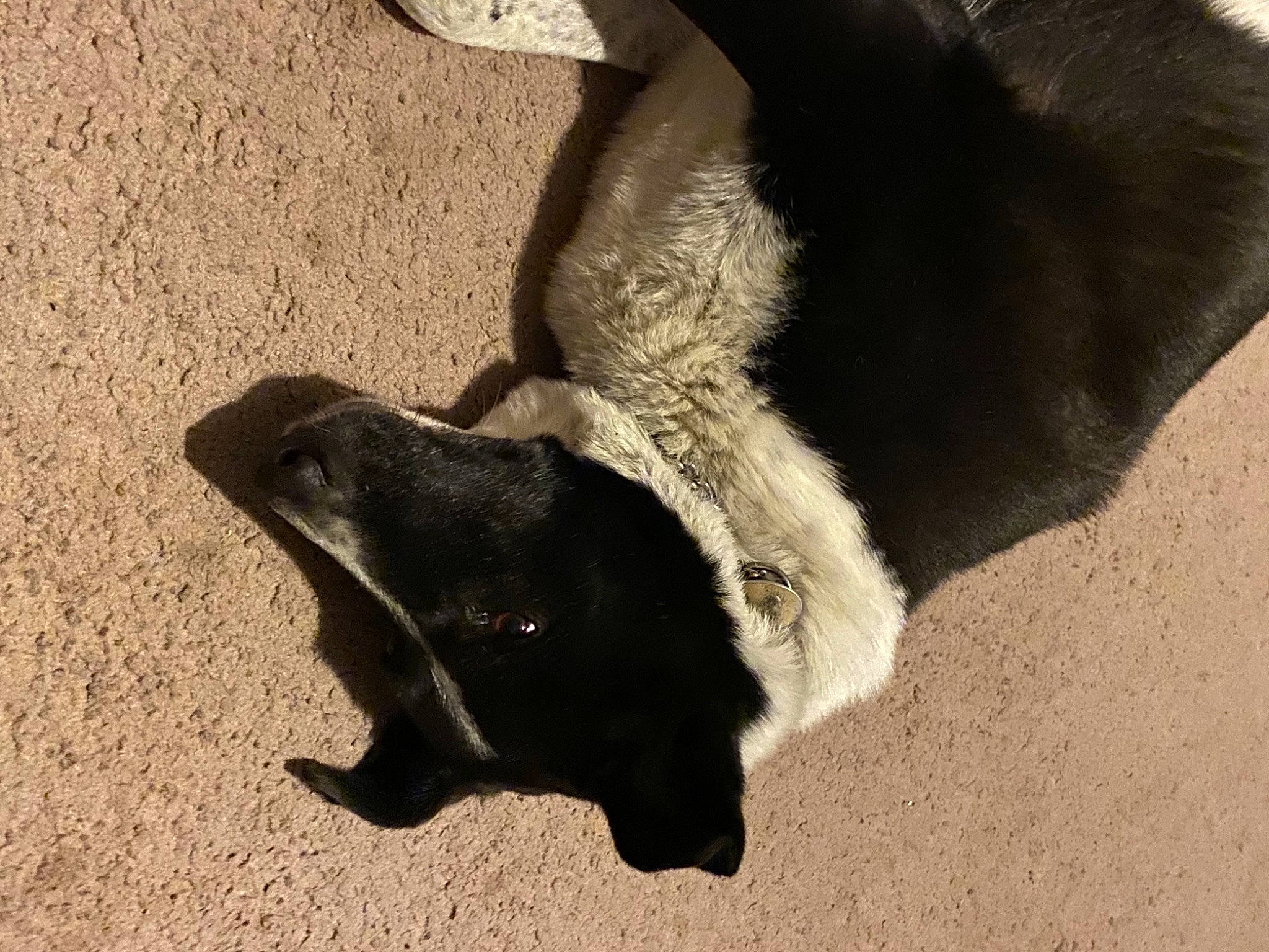 Eli is registered to the contest to win money with this photo: beige, carnivore, cat, claw, dog, dog_breed, felidae, fur, paw, shadow, small_to_medium_sized_cats, snout