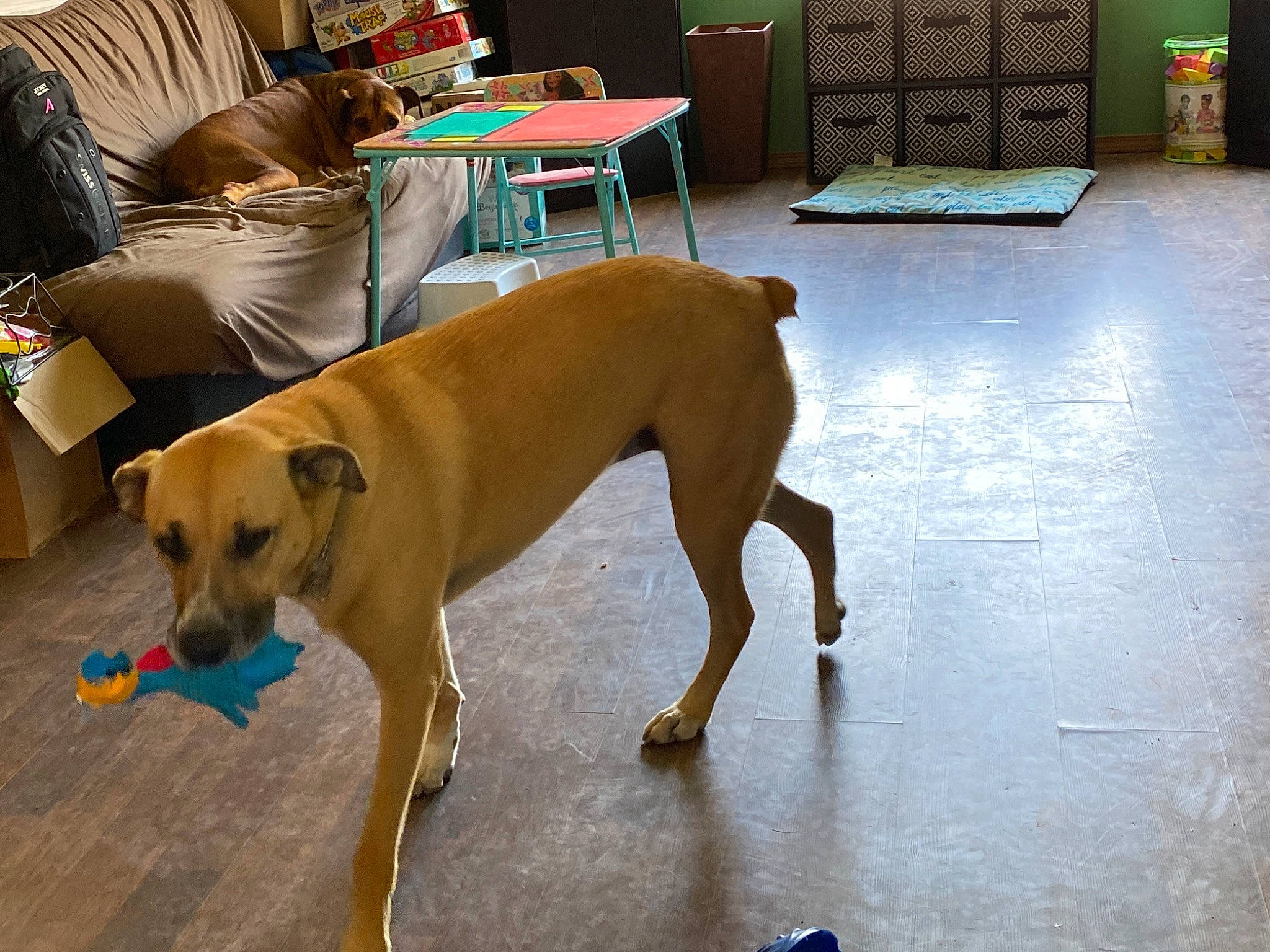 Gemma joined the competition — help win amazing prizes! black_mouth_cur, boxer, canidae, carnivore, companion_dog, dog, dog_breed, fawn, floor, flooring, hardwood, mammal, rhodesian_ridgeback, snout, sporting_group, tail, tile, working_dog